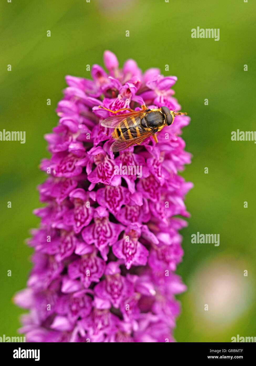 Hoverfly (Sericomyia silentis) su orchidea palude boreale fiorita viola (Dactylorhiza purpurella) con sfondo prato verde Foto Stock