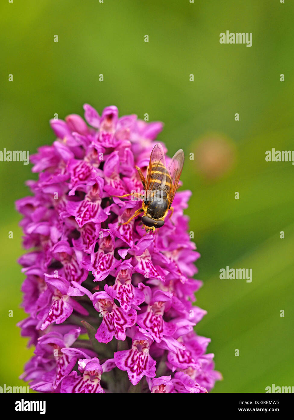 Hoverfly (Sericomyia silentis) su orchidea palude boreale fiorita viola (Dactylorhiza purpurella) con sfondo prato verde Foto Stock
