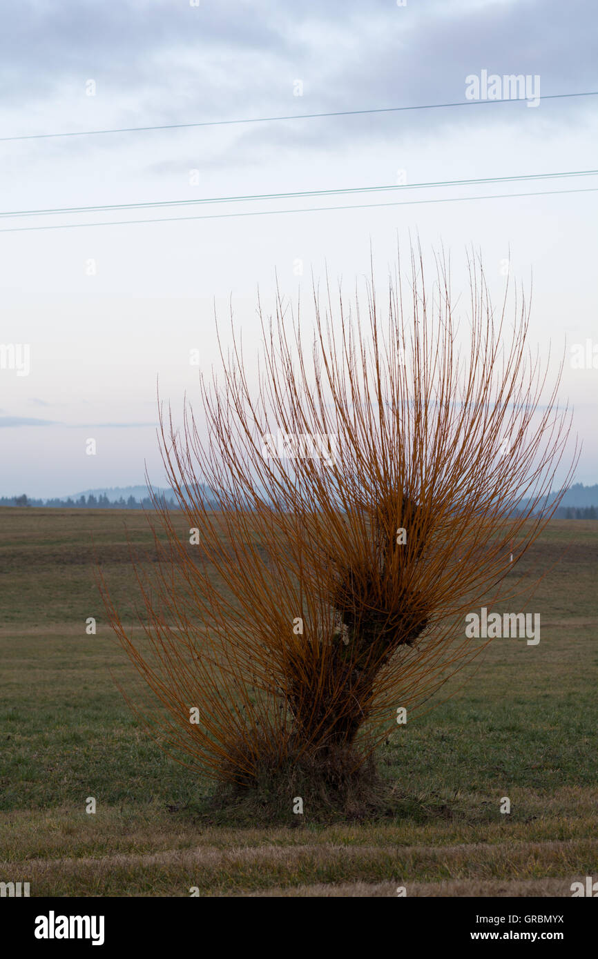 Il vecchio albero di salice in aperta campagna Foto Stock