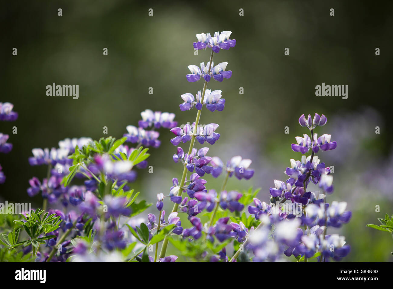 A sud-ovest dell'Islanda, Islanda, lupini, lupino in Alaska, viola nootka, specie invasive introdotte per frenare il processo di erosione Foto Stock