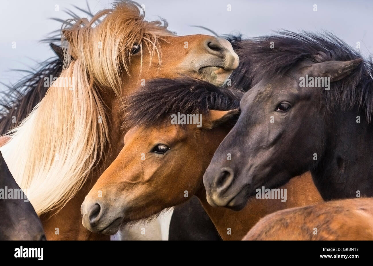 Cavalli islandesi Islanda, nel sud-ovest dell'Islanda, Golden Circle Tour, si è evoluta dal pony presi in Islanda nel IX secolo Foto Stock