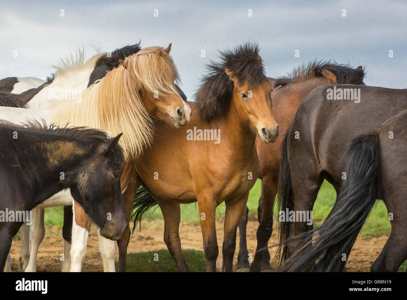 Cavalli islandesi essendo tempestato da mosche di nero, Islanda, nel sud-ovest dell'Islanda, Golden Circle Tour Foto Stock