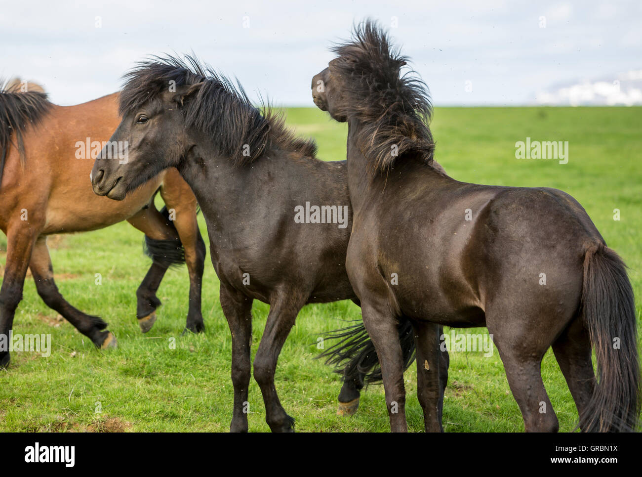 Cavalli islandesi essere disturbato dal nero vola in Islanda, a sud-ovest dell'Islanda, Golden Circle Tour Foto Stock