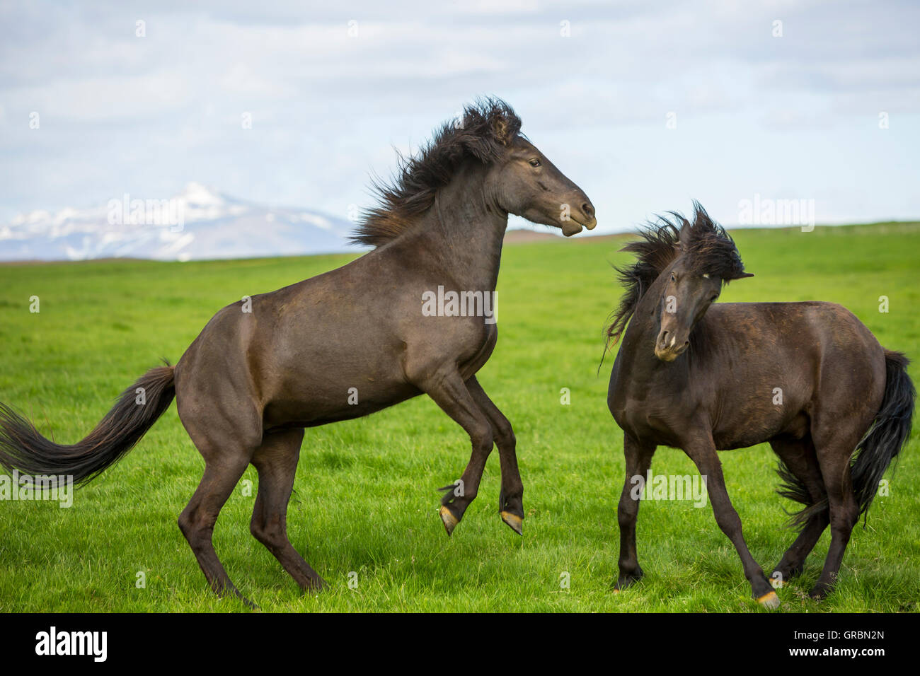 Cavalli islandesi Islanda, nel sud-ovest dell'Islanda, Golden Circle Tour, si è evoluta dal pony presi in Islanda nel IX secolo Foto Stock
