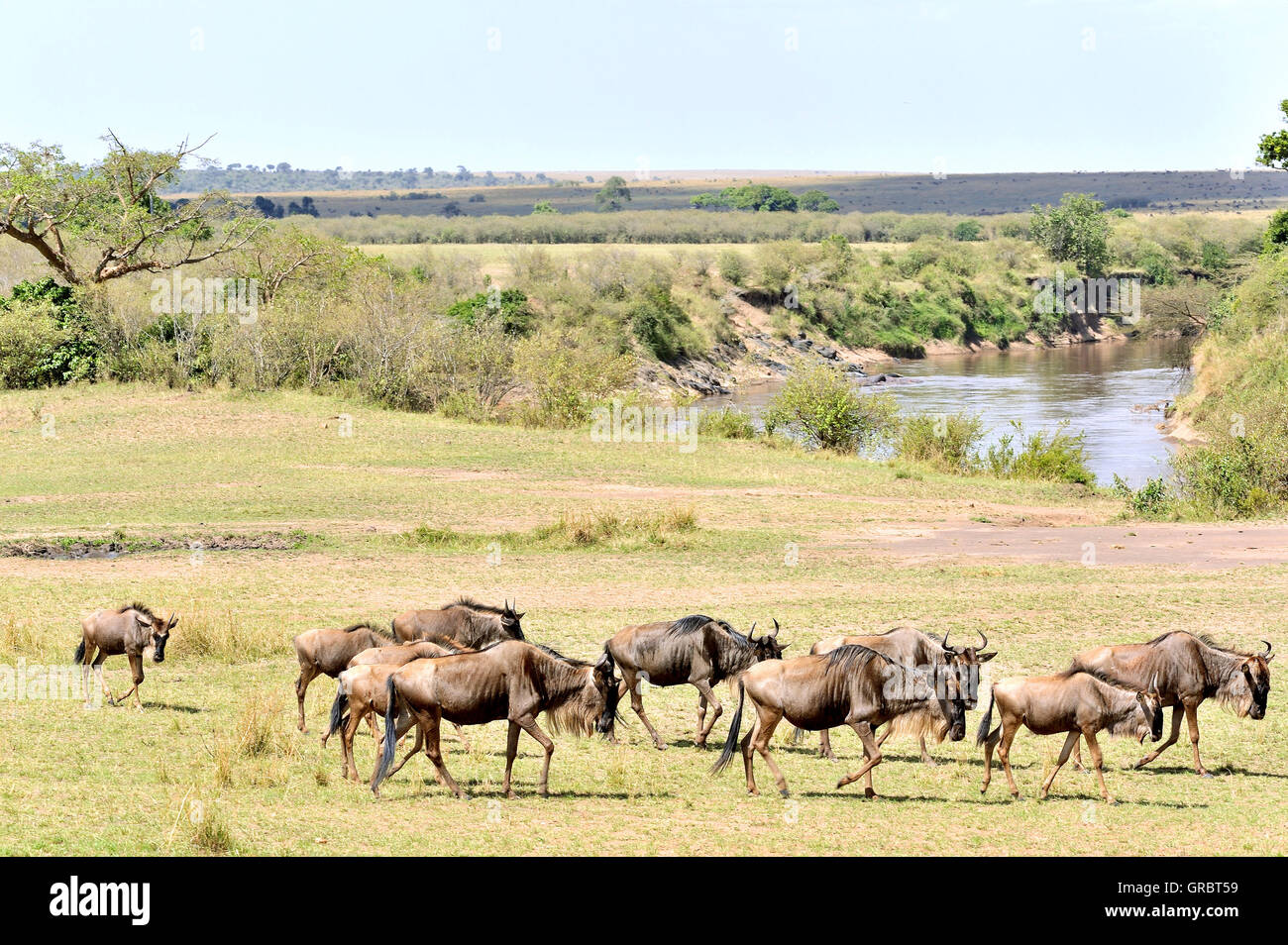 La migrazione del Wildebeests, il Masai Mara in Kenya Foto Stock