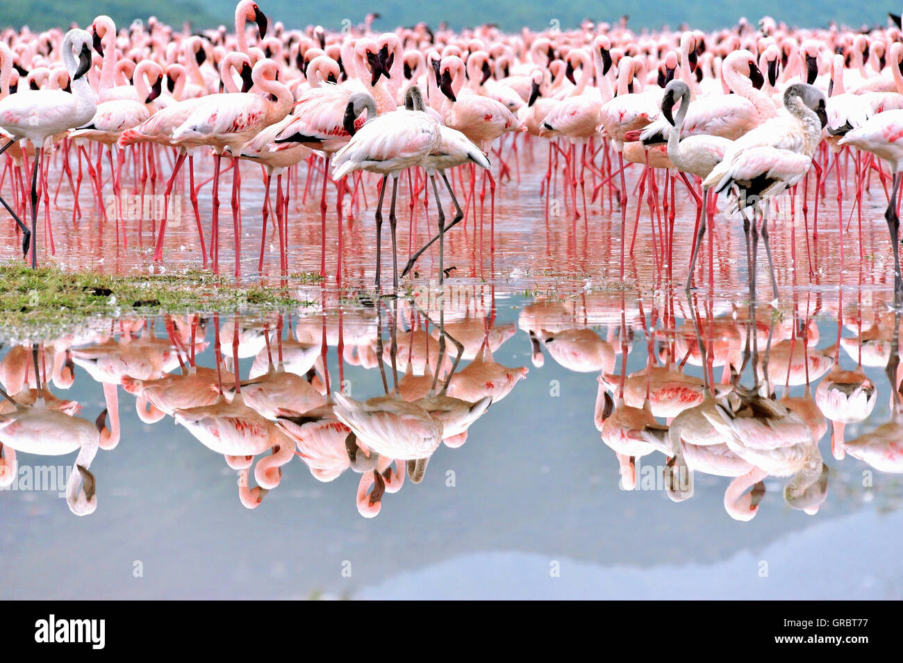 Fenicotteri rosa nello specchio di acqua salata nella Rift Valley Foto Stock