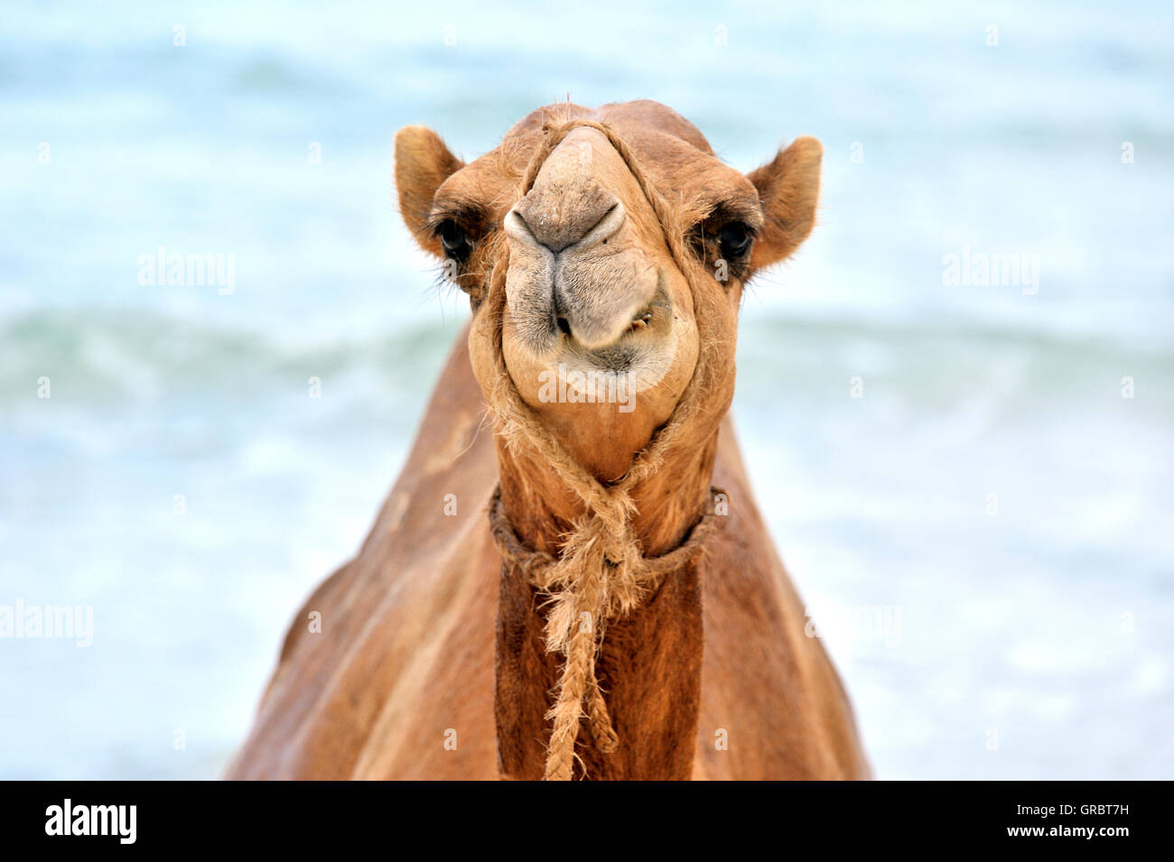 Funny Camel Gritting i suoi denti Foto Stock