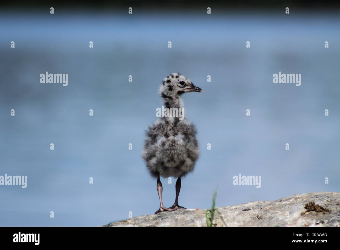 Il gabbiano comune cub. Foto Stock