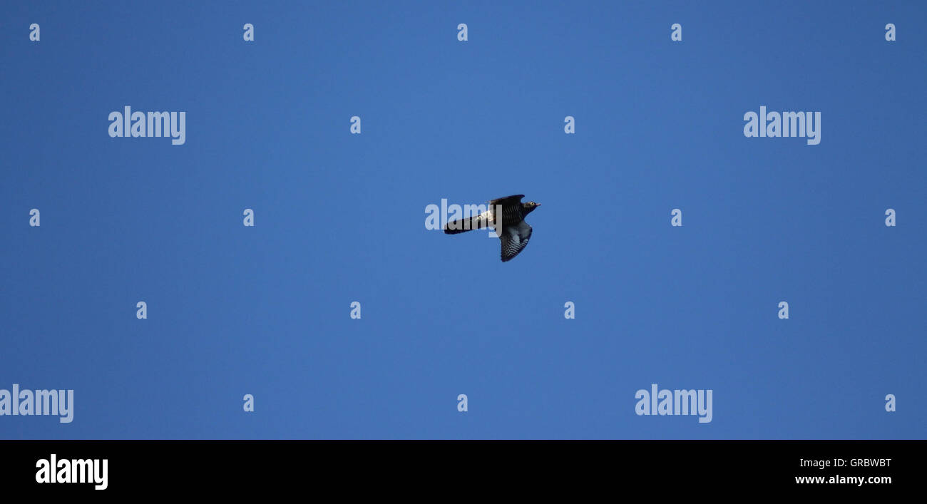 Uno è volato oltre il cuculo's Nest. Foto Stock