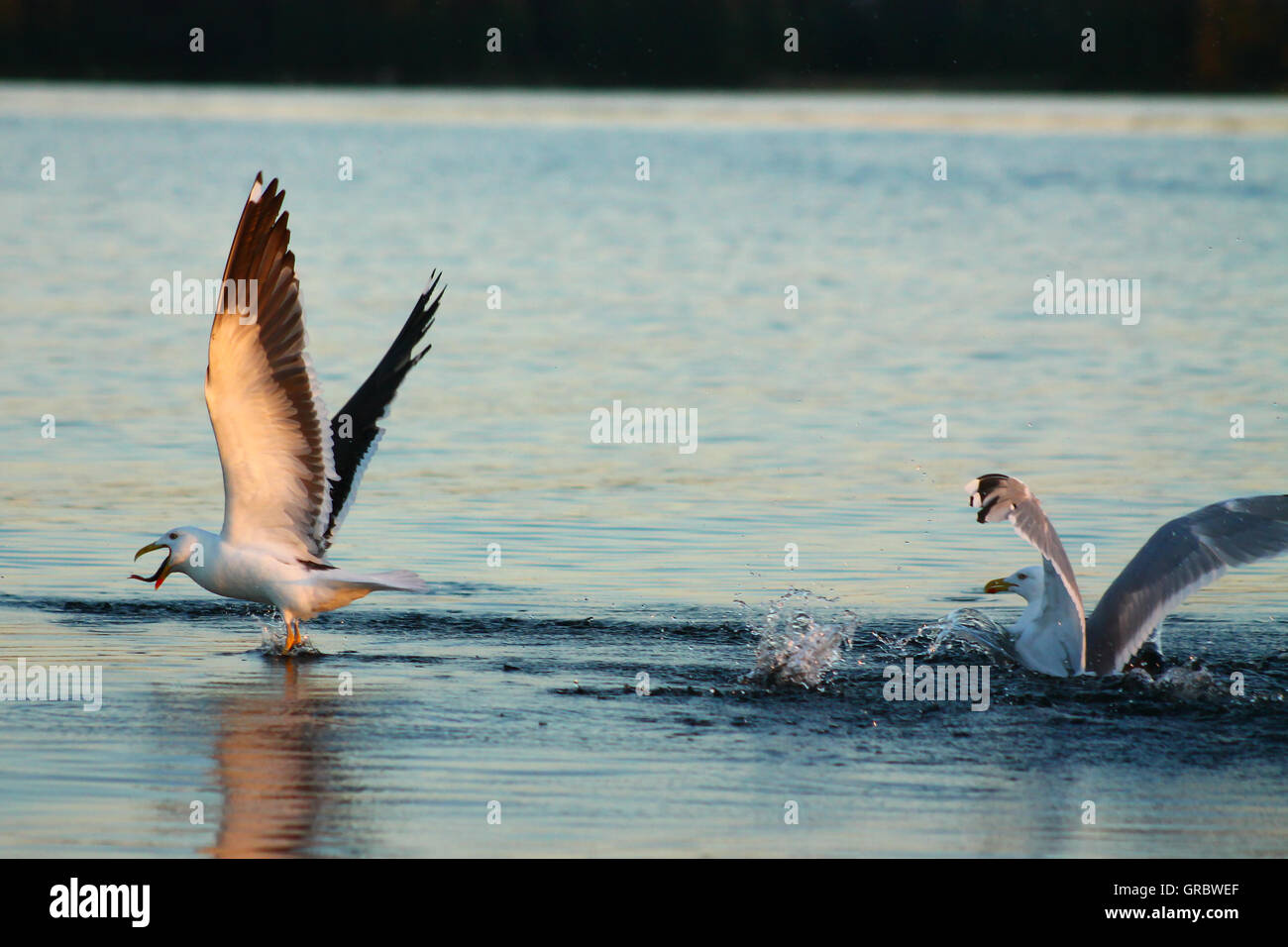 Lesser Black-backed Gull dispone di una lingua di serpente? No.Questo minore Black-backed gull ha catturato un pesce e rondini immediatamente Foto Stock