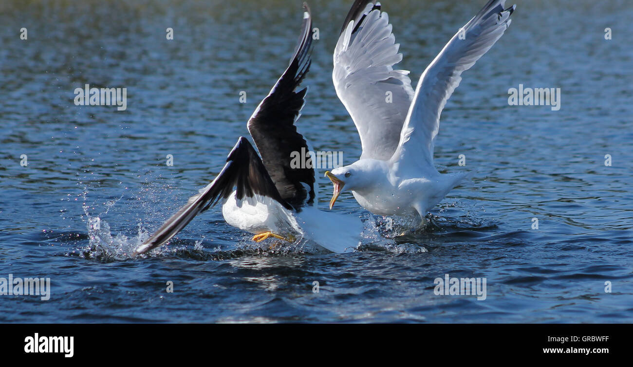 Gull lotta. Questi i gabbiani non uguali tra loro e presentano una dura lotta Foto Stock