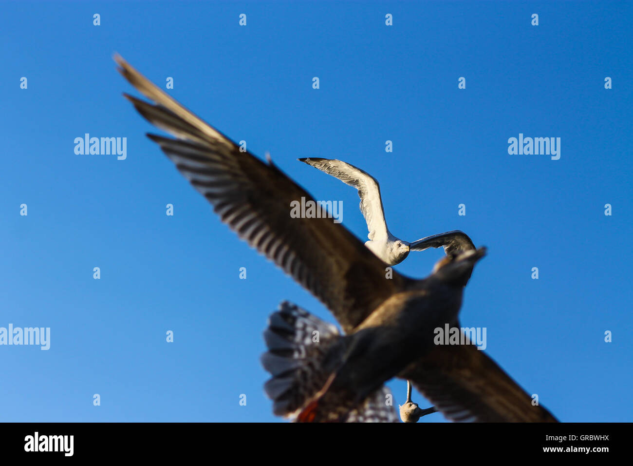 In arrivo! Questo gabbiano davanti abbiamo mangiato un pesce e non ha alcuna idea di cosa proveniente da sopra di esso Foto Stock