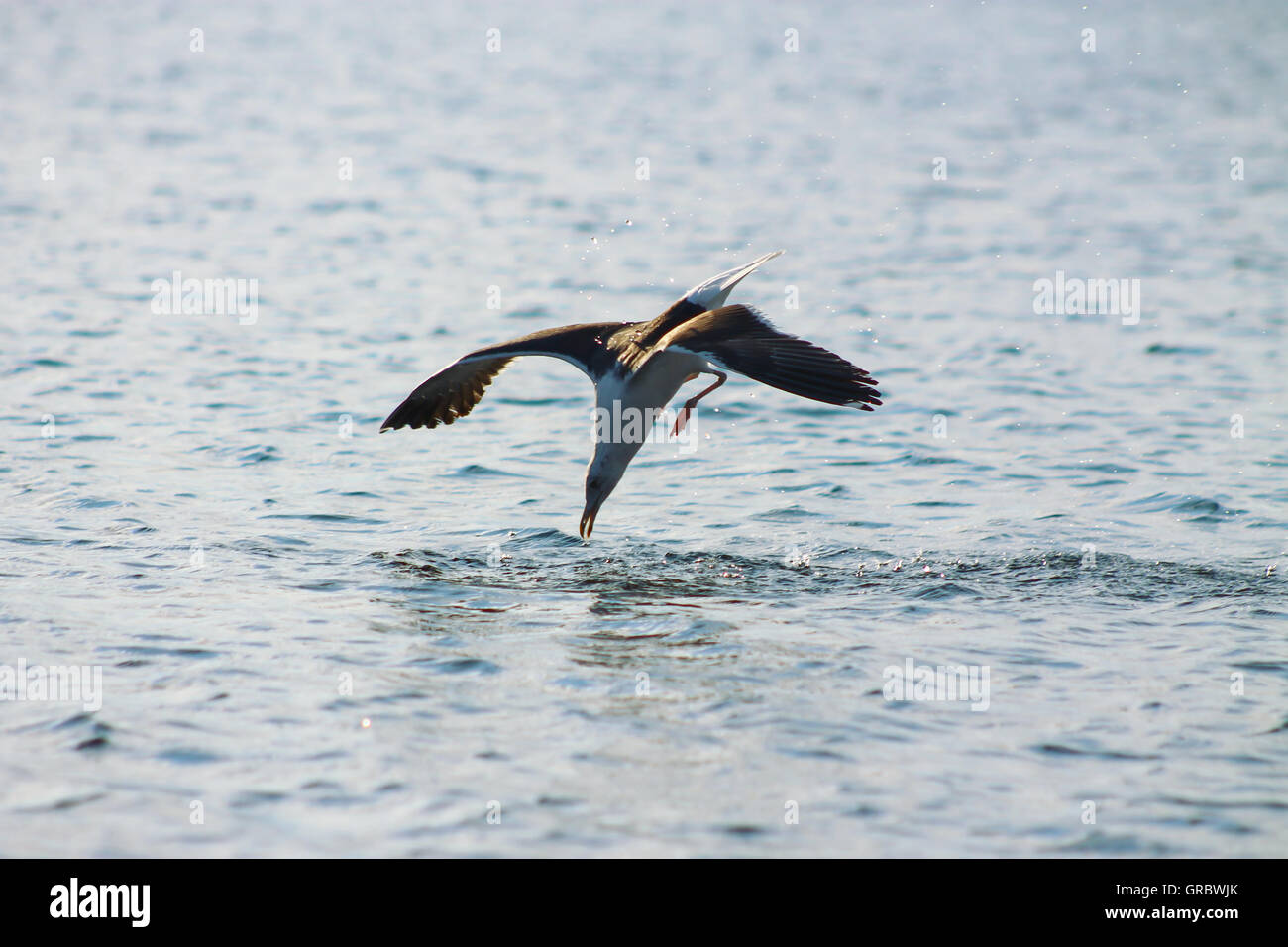 La minore Black-backed Gull immersioni subacquee. Foto Stock