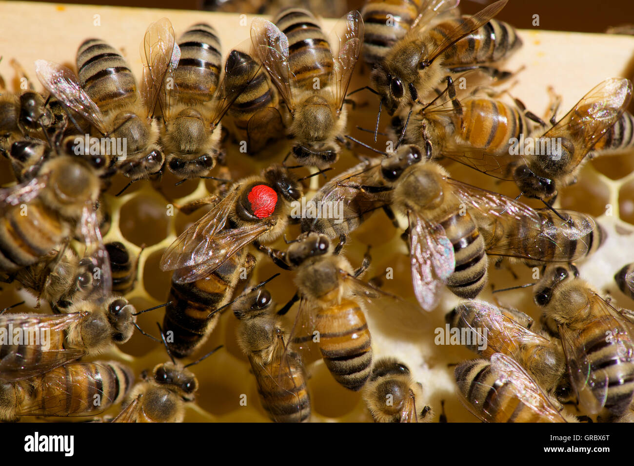 Rosso contrassegnato con Ape regina circondata dai lavoratori su Honeycomb Foto Stock