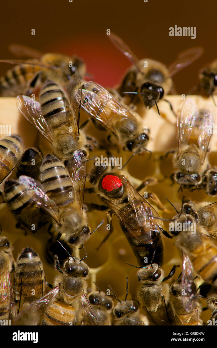 Rosso contrassegnato con Ape regina circondata dai lavoratori su Honeycomb Foto Stock