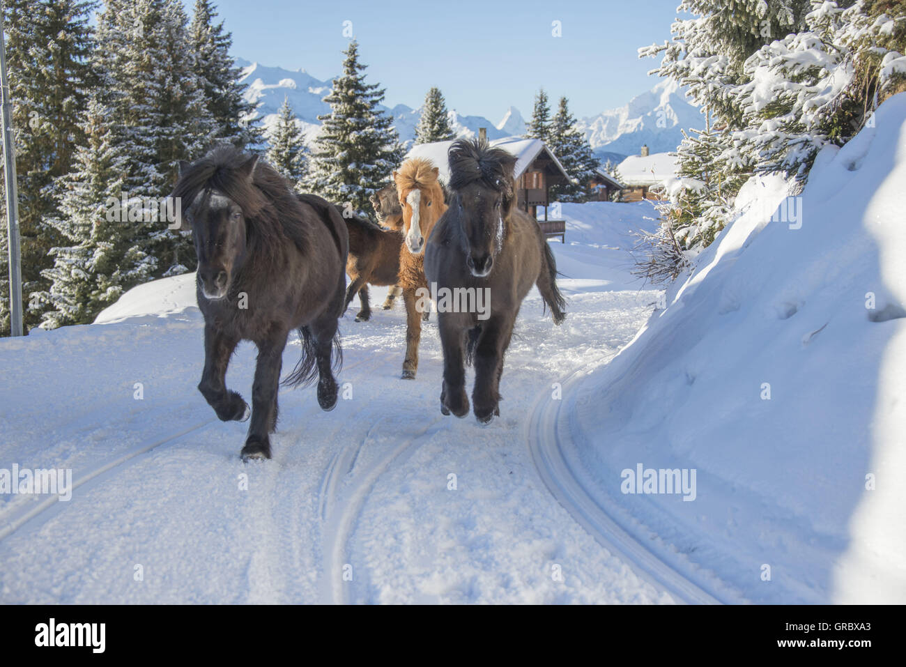 Islanda cavalli trotto sul percorso Snowcovered in Vallese e in background di abeti, chalet, montagne e cielo blu Foto Stock
