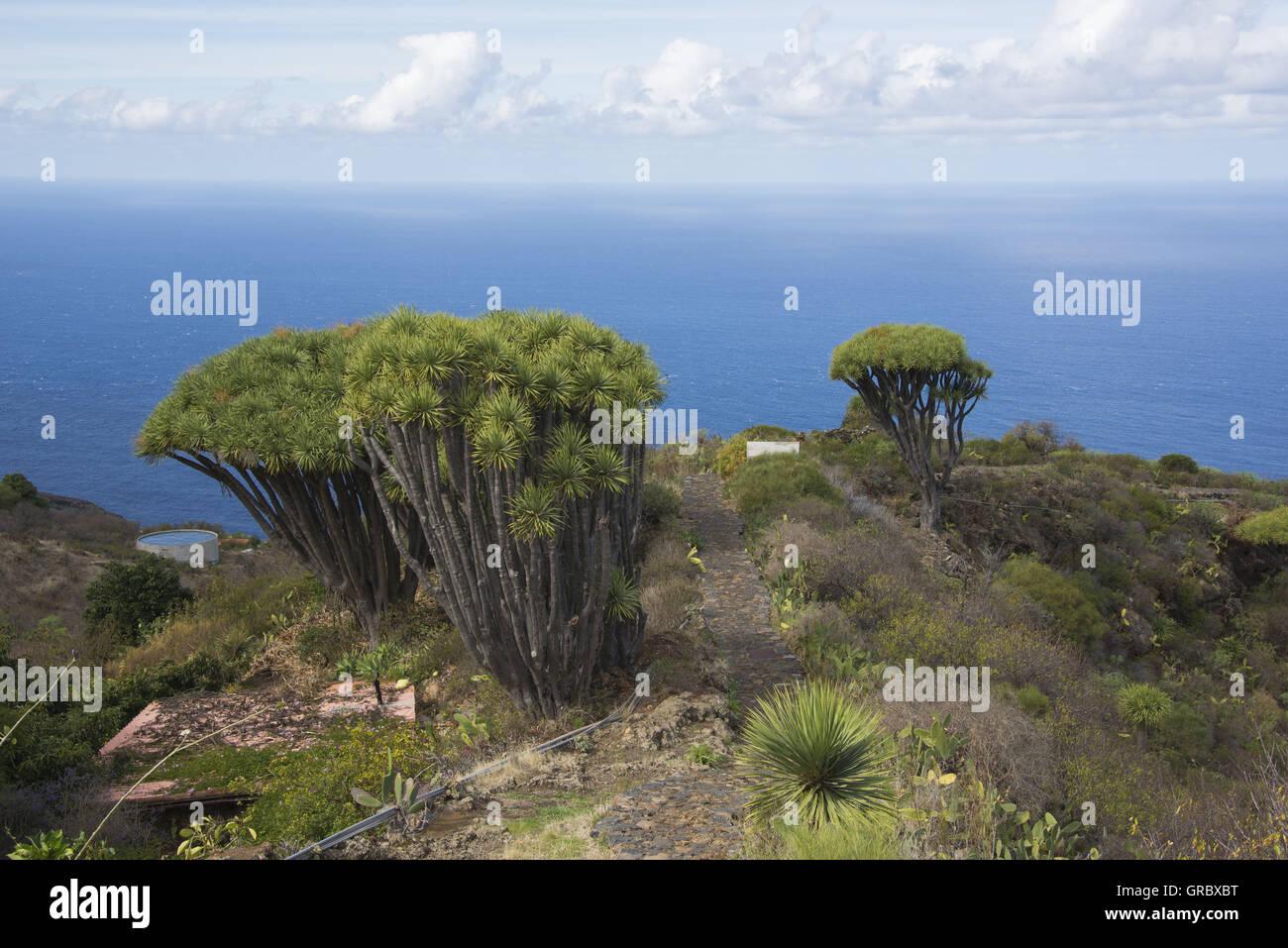 Isole Canarie Dragon alberi nel nord-ovest di La Palma, sullo sfondo azzurro del cielo, alcune nuvole e dell'Oceano Atlantico Foto Stock