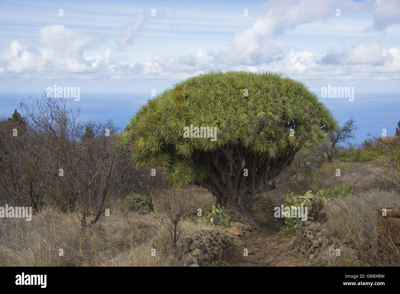 Isole Canarie Dragon Tree a nord-ovest di La Palma, sullo sfondo azzurro del cielo, alcune nuvole e dell'Oceano Atlantico Foto Stock