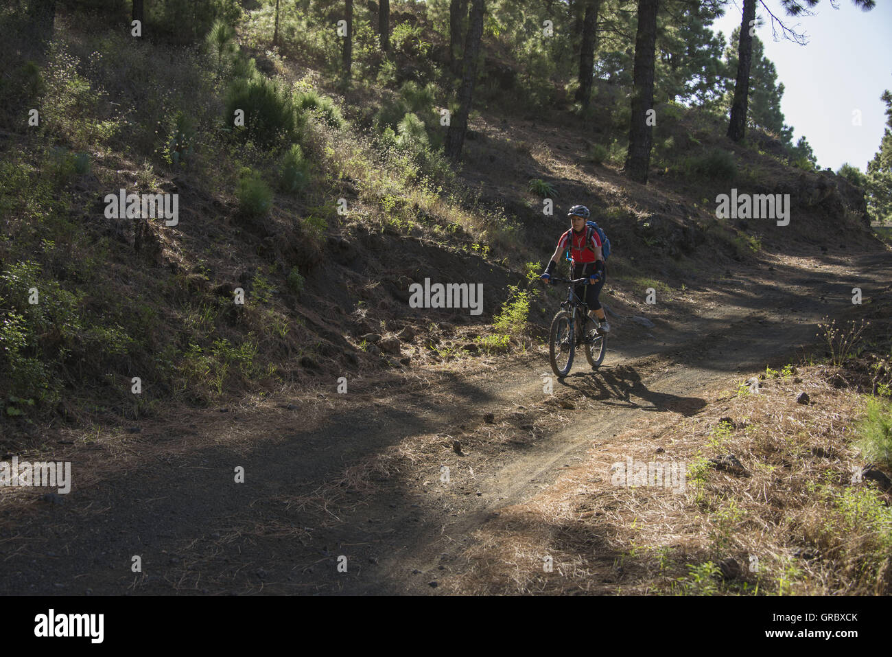 Mountainbiker femmina in una maglietta rossa in bicicletta nelle Canarie una foresta di alberi di pino su un percorso naturale Foto Stock