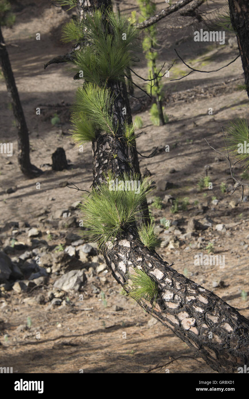 Pino delle Canarie tronco di albero i germogli ancora un certo tempo dopo un incendio di boschi Foto Stock