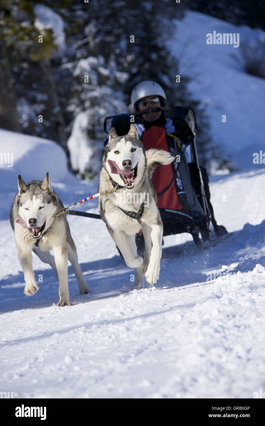 Dogsled gara a Kandersteg, Oberland bernese Foto Stock