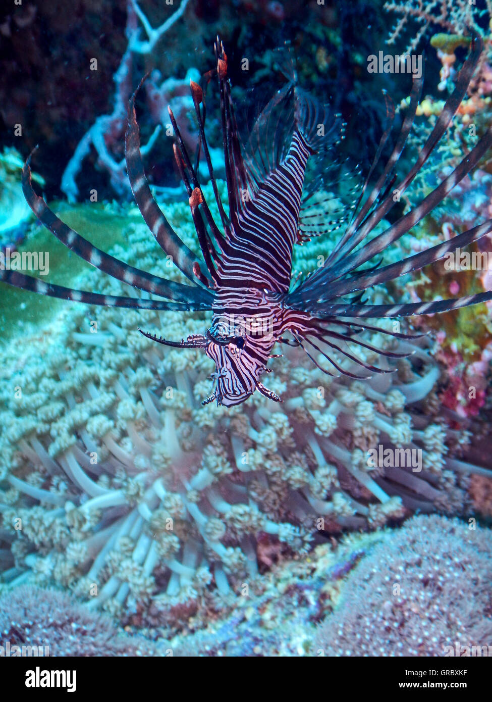 Leone Rosso nella barriera corallina. Selayar, Sulawesi meridionale, Indonesia Foto Stock