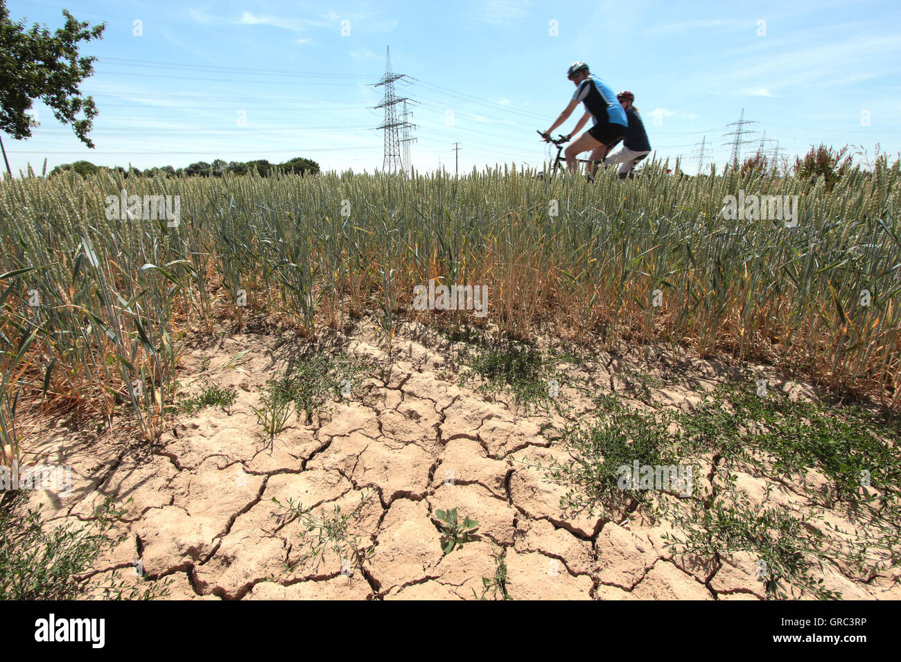 Asciugare Campo di grano durante la siccità estiva Foto Stock