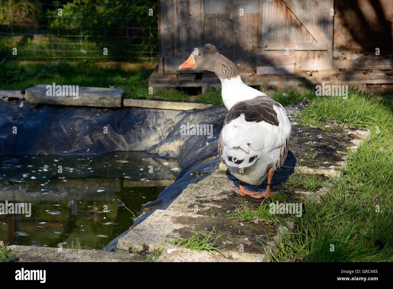 Specie di oche per il benessere degli animali Foto Stock