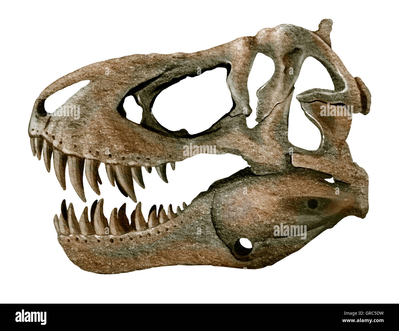 Tyrannosaurus rex cranio isolato sfondo bianco Foto Stock