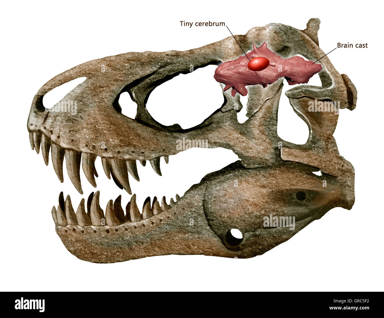Tyrannosaurus rex cranio e cervello isolato sfondo bianco Foto Stock