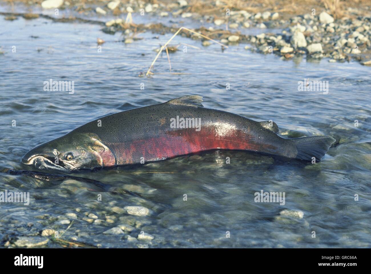 Salmone Chinook muoiono dopo la deposizione delle uova sulla forcella del sud del fiume Snake in Idaho. Foto Stock