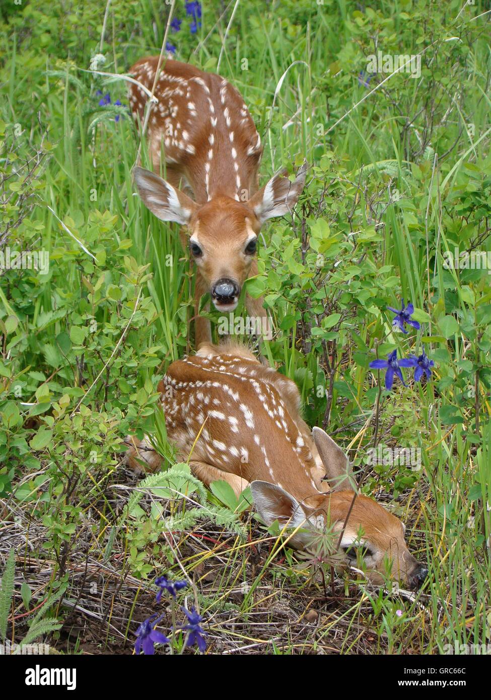 Young Deer cerbiatti nascondere in erba in Wallowa-Whitman National Forest vicino a pioppi neri americani, Idaho. Foto Stock