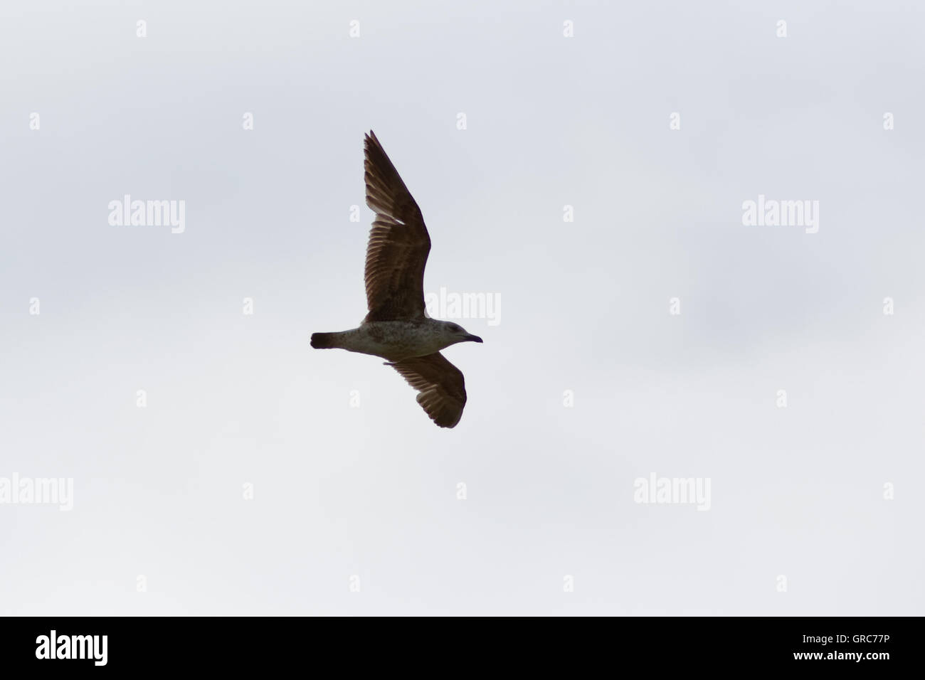 Giovani aringhe gabbiano in volo Foto Stock