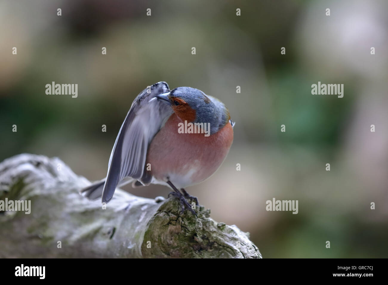 Fringuello Vestirsi Foto Stock