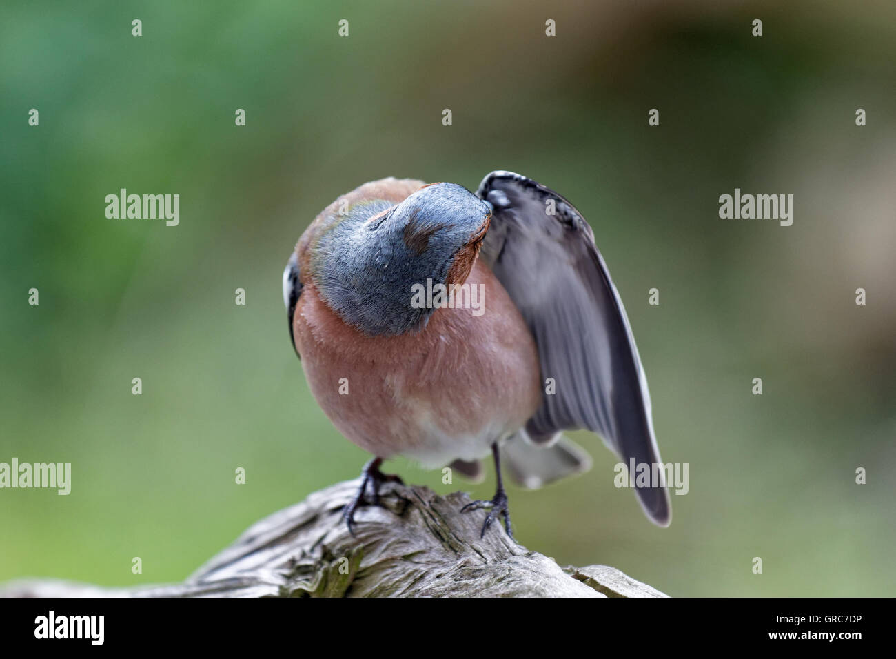 Fringuello Vestirsi Foto Stock