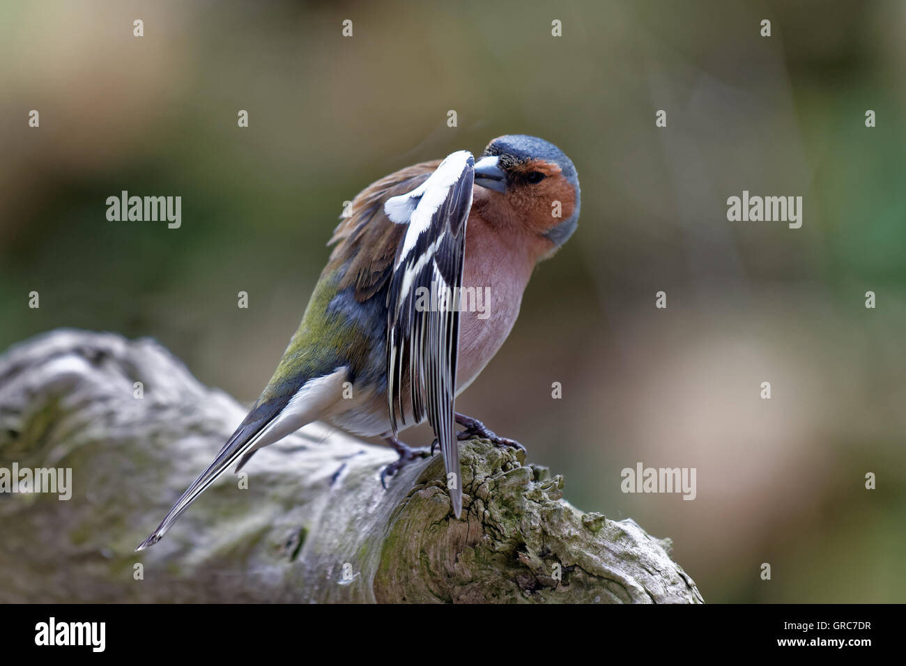 Fringuello Vestirsi Foto Stock