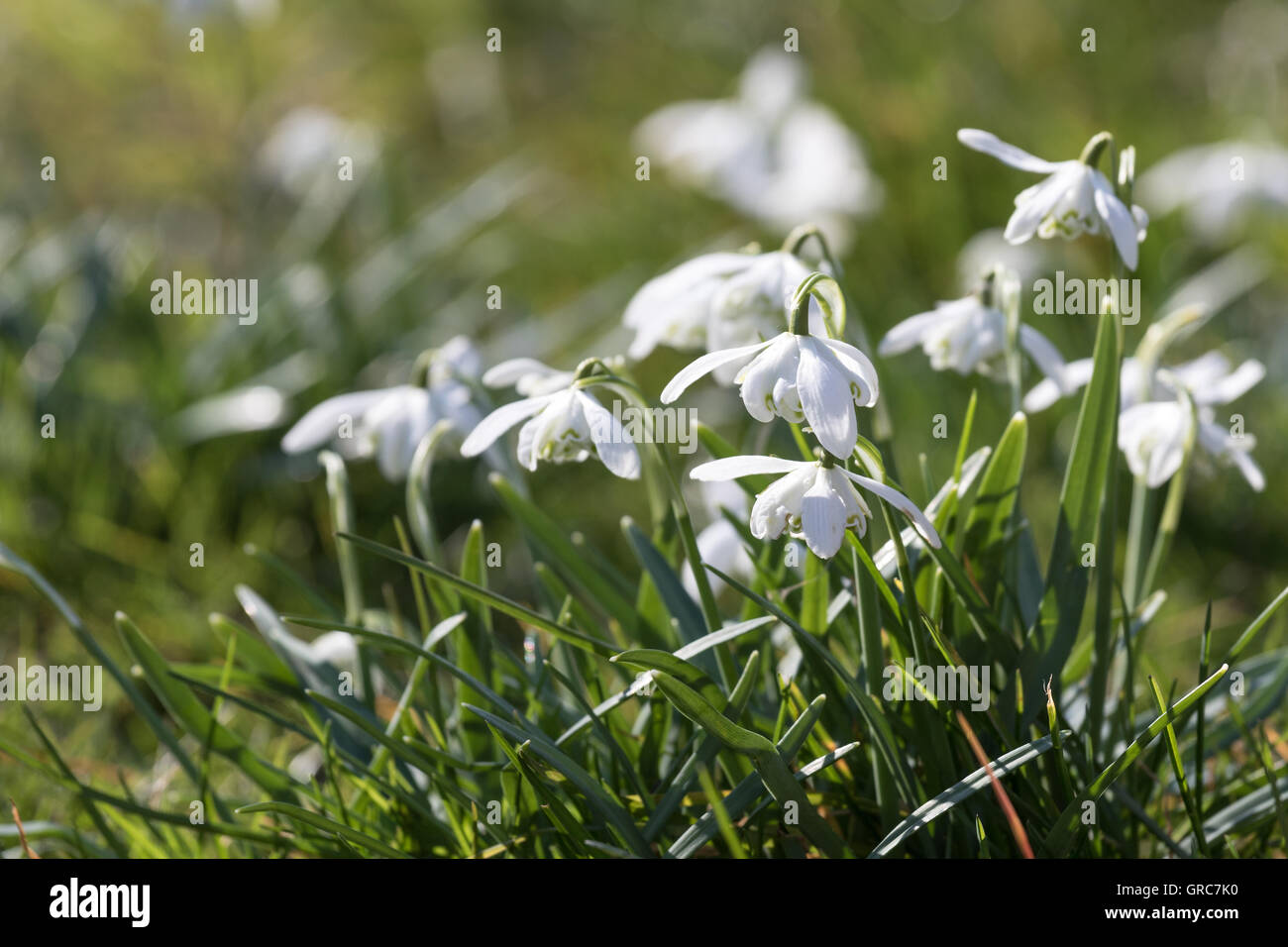 Snowdrops in erba Foto Stock
