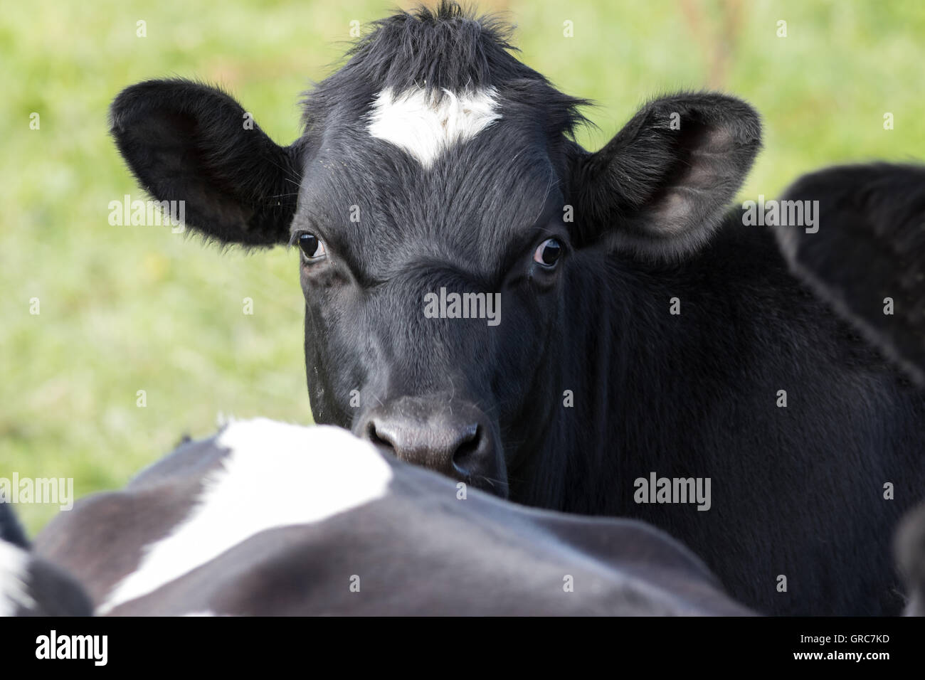 Giovane toro Foto Stock
