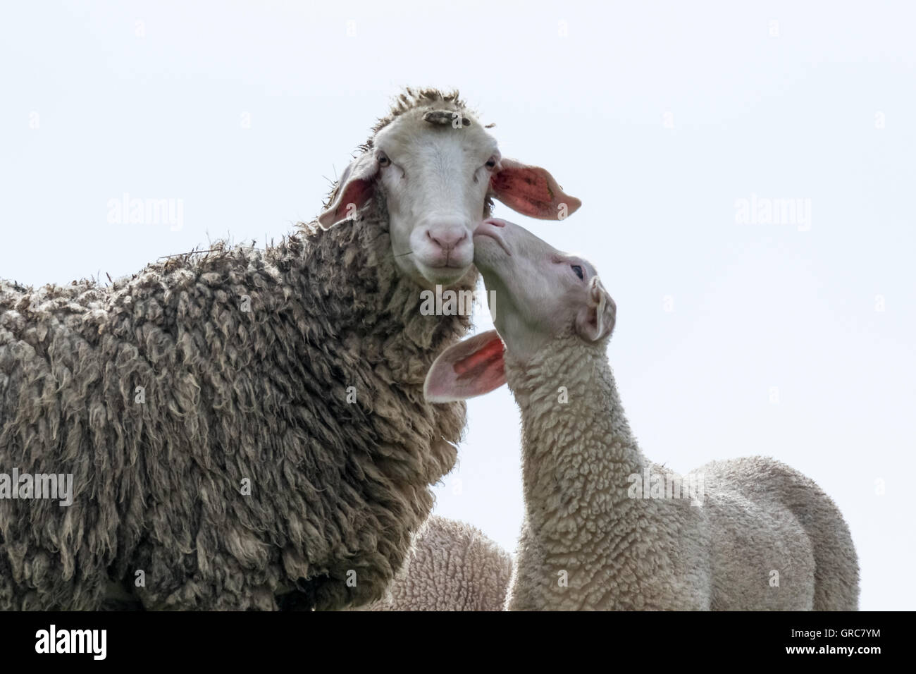 Pecore e agnelli, ti amo mamma Foto Stock