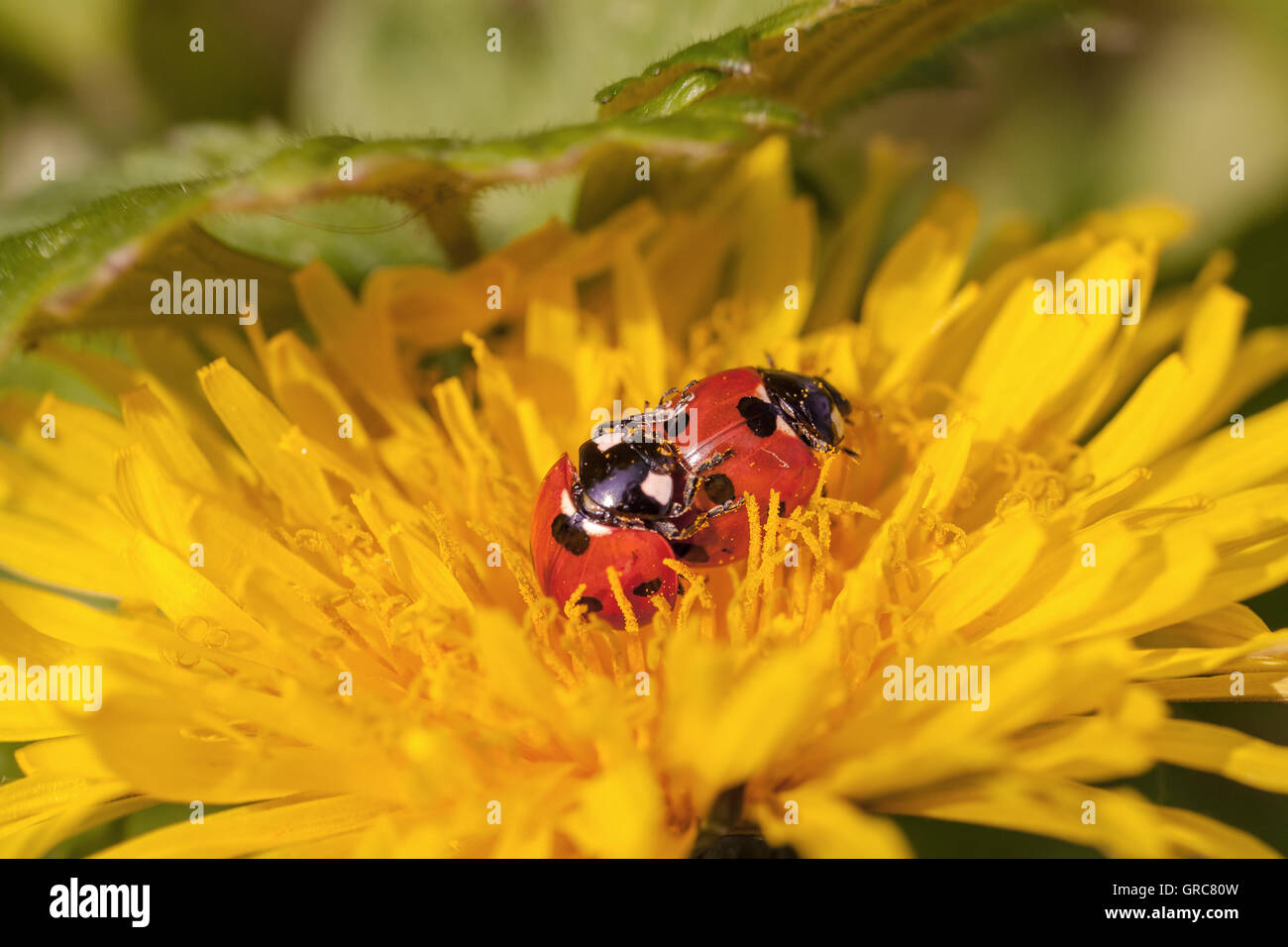 Ladybug in denti di leoni Foto Stock