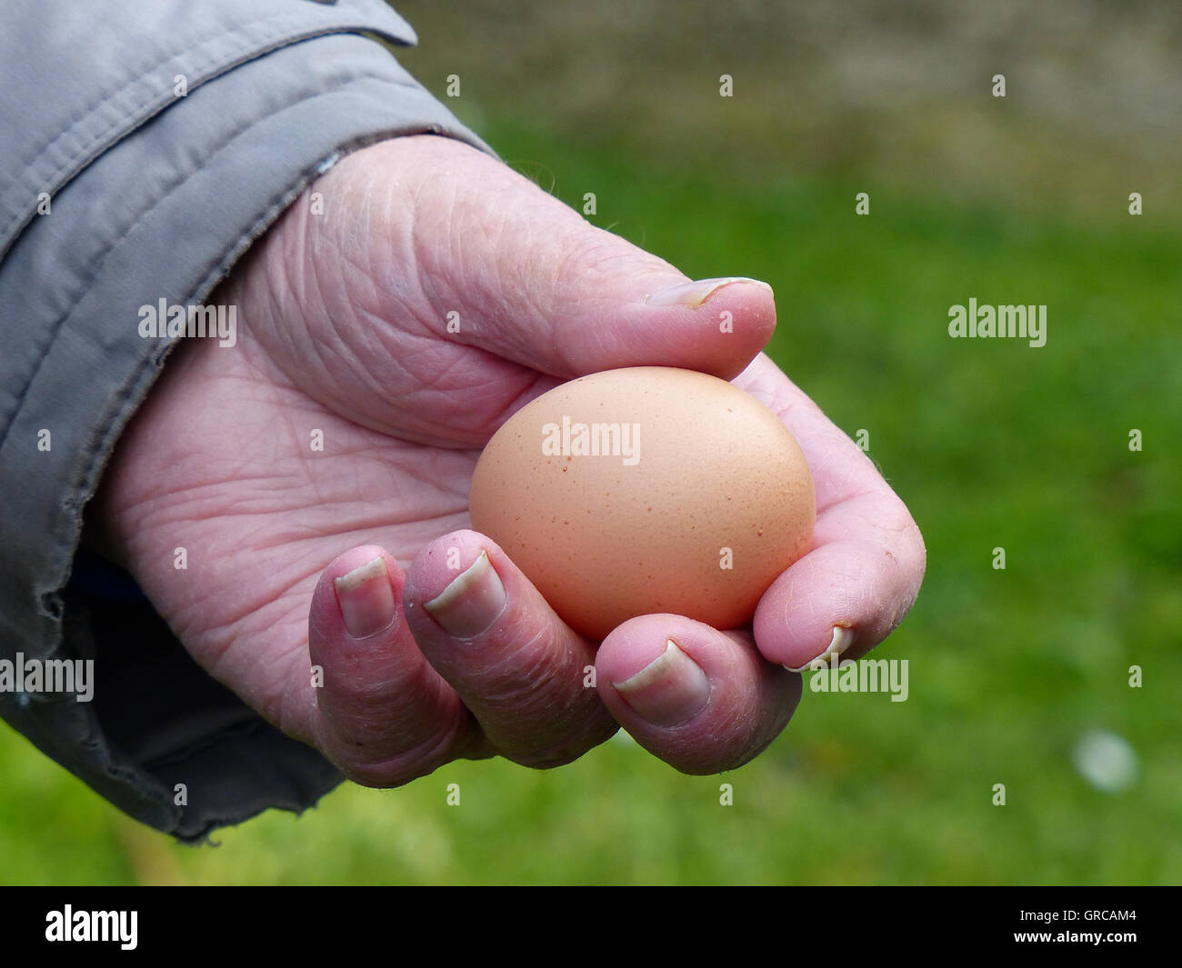 Senior mano presentando un marrone Newlaid uovo di pollo Foto Stock