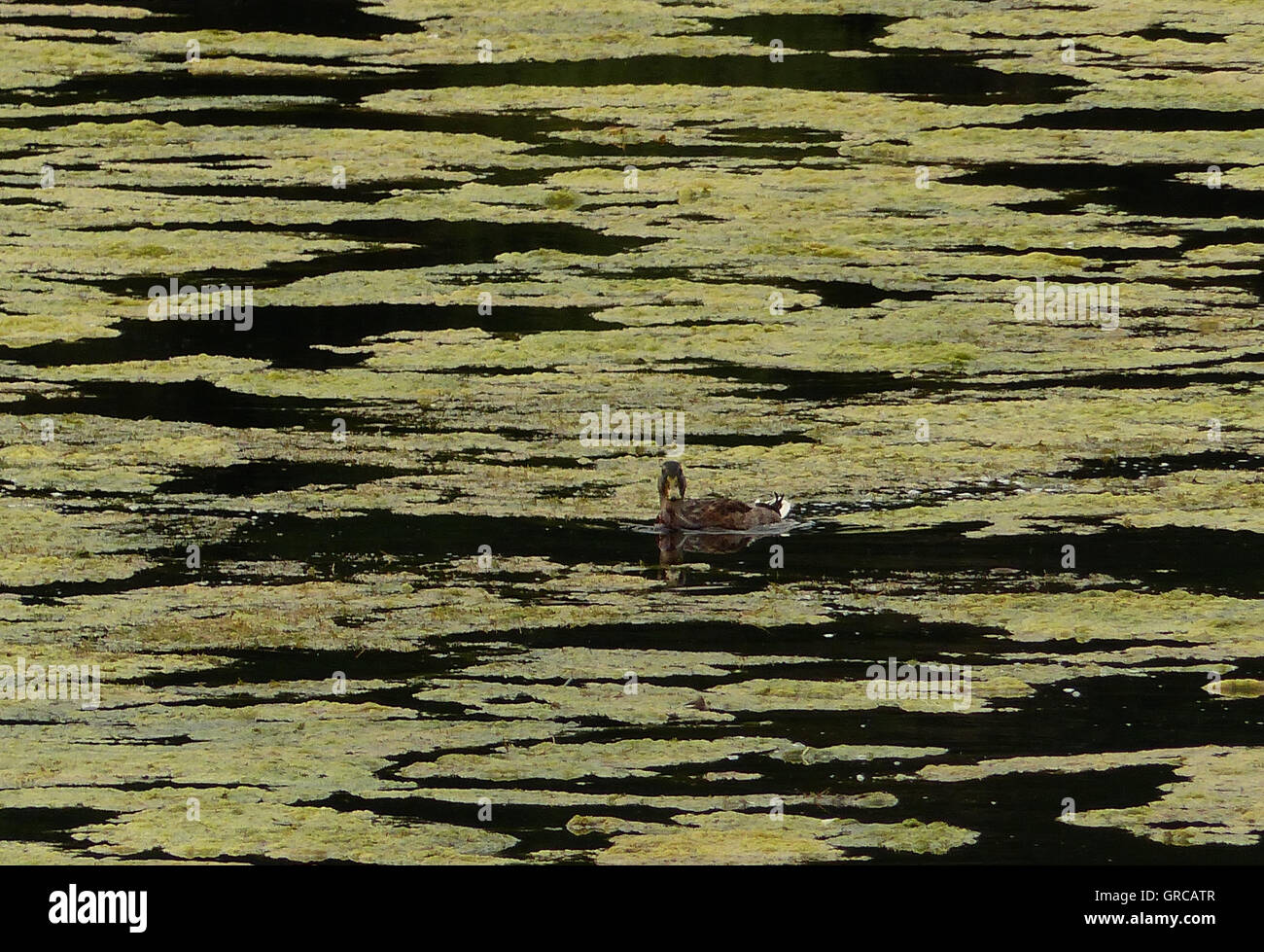 Anatra unico circondato da alghe verdi in un lago Foto Stock