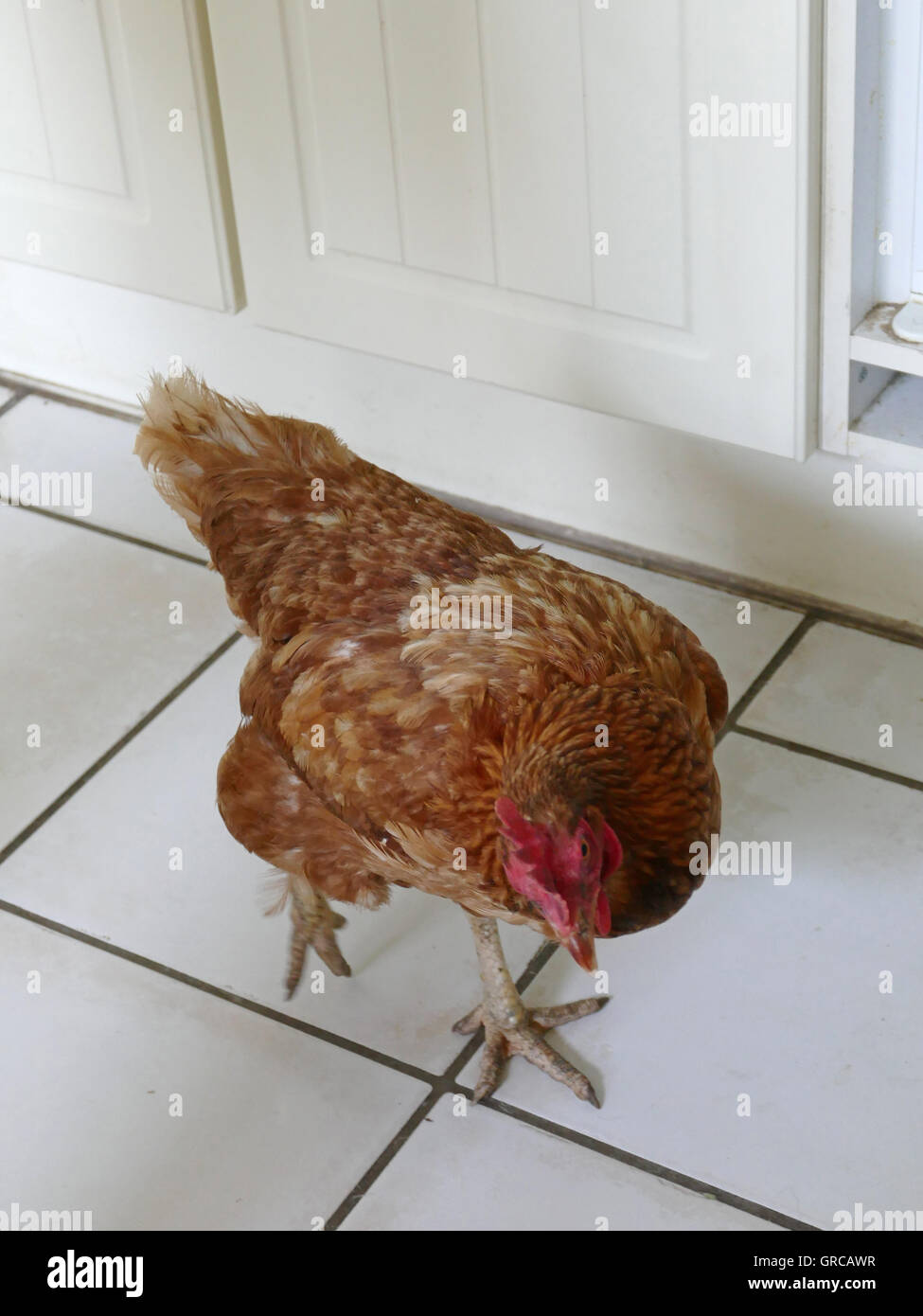 Brown Hen Berta passeggiate curiosamente intorno in cucina Foto Stock