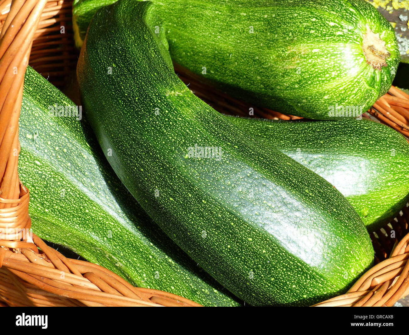 Cesto pieno di appena raccolto zucchine Foto Stock
