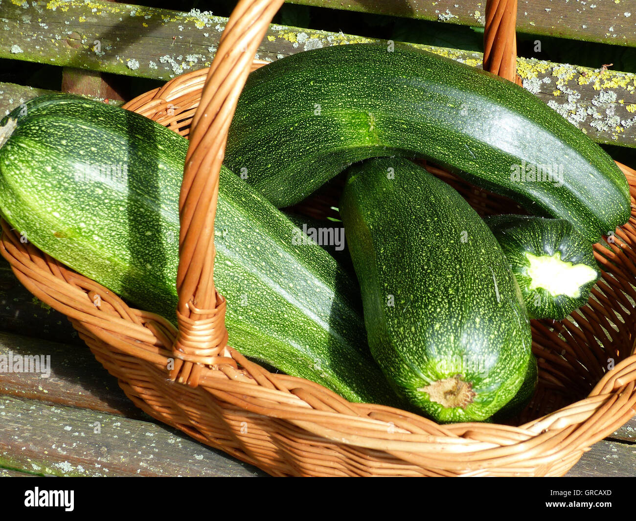 Cesto pieno di appena raccolto zucchine Foto Stock