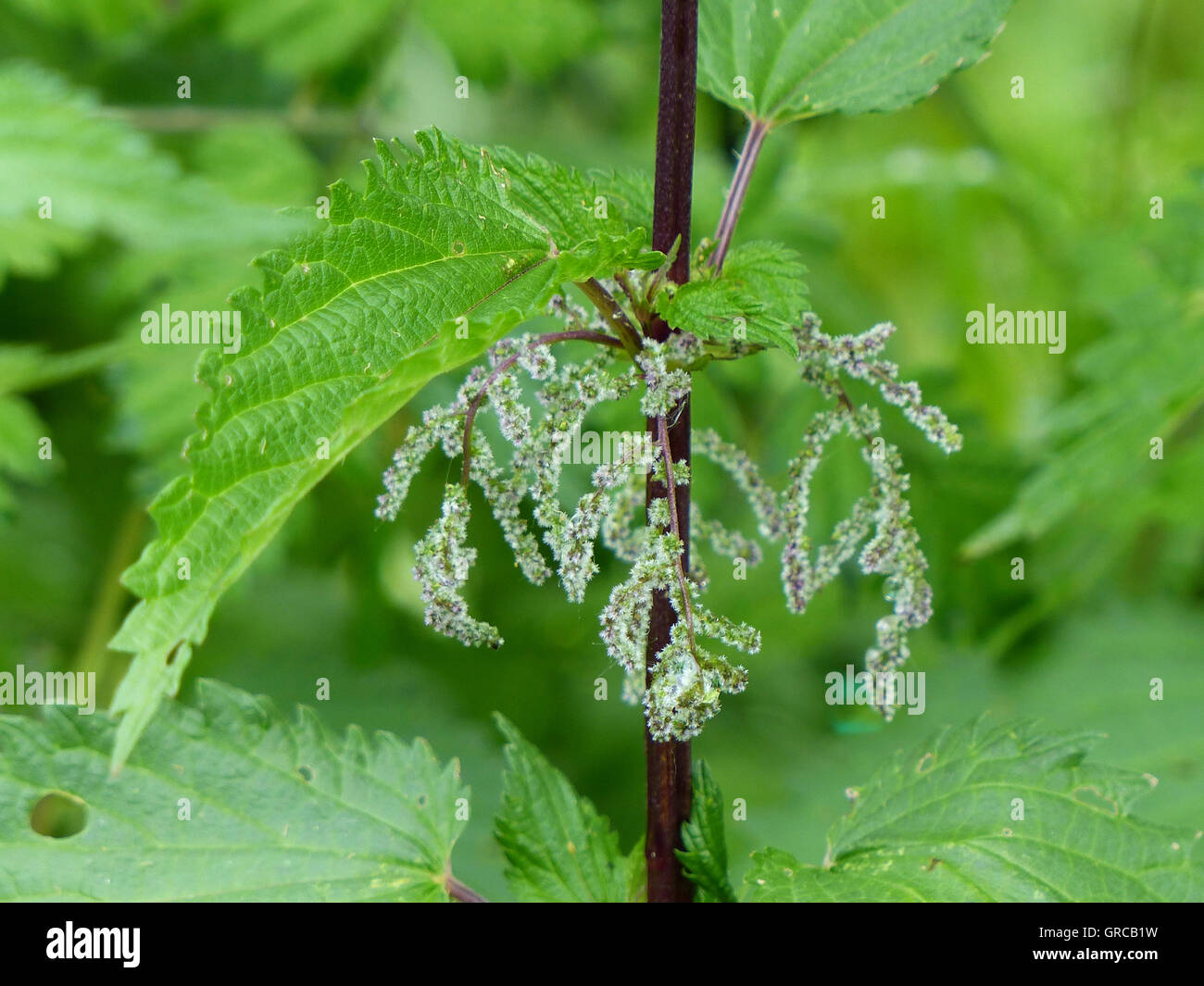 Sensazioni puntorie ortiche, semi Foto Stock