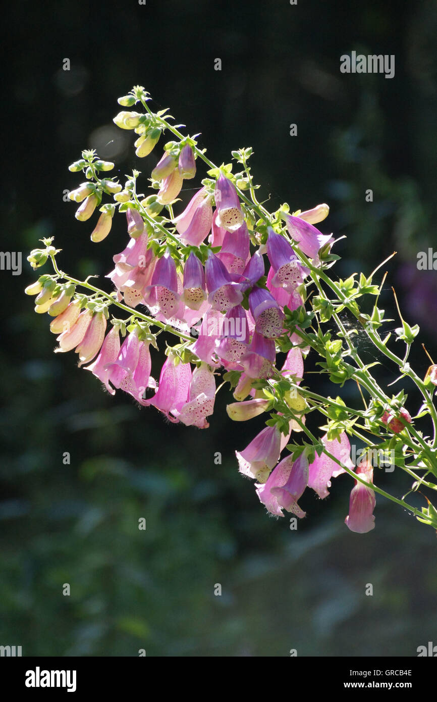 Foxglove comune, Rosa fioritura Foto Stock