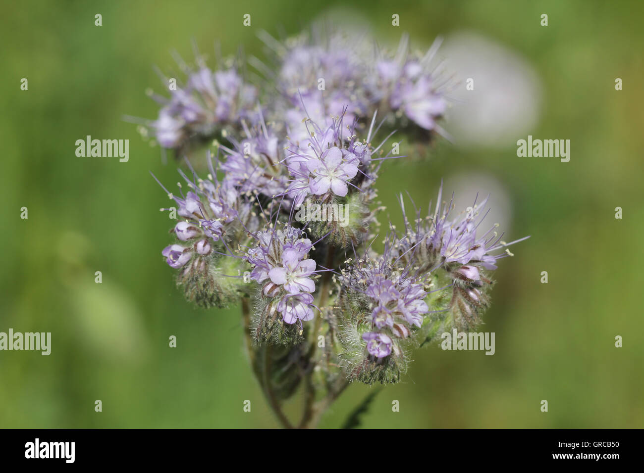 Blooming Fiddleneck davanti a uno sfondo verde Foto Stock