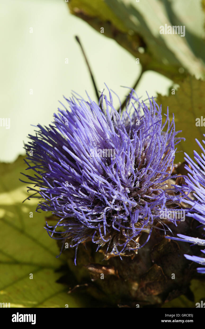 Comune di fiori di cardo incorporato in foglie di nocciole Foto Stock