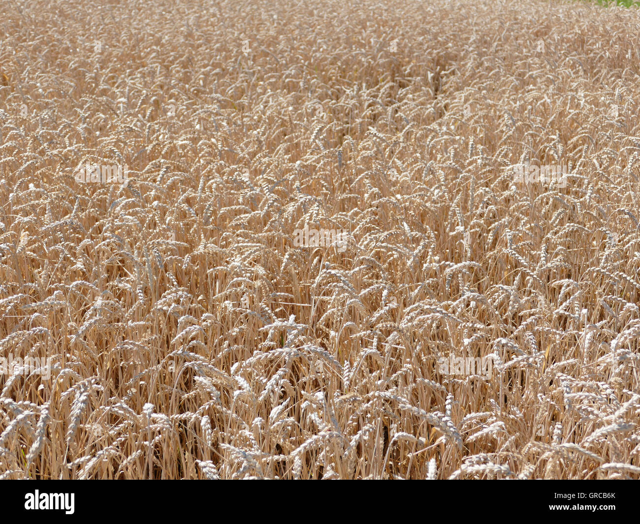 Cornfield con grano maturo Foto Stock